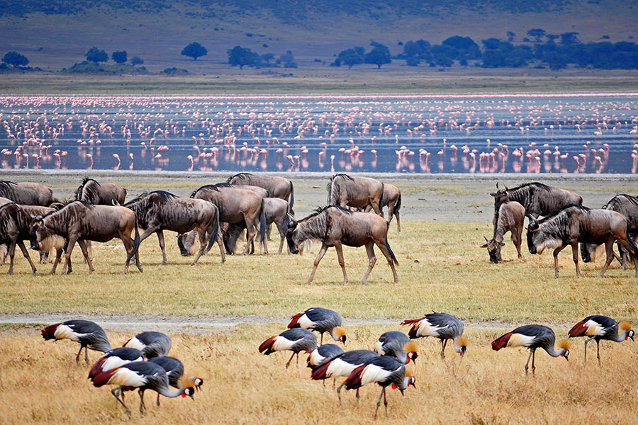 5 Days Tarangire Serengeti Ngorongoro Crater and Lake Manyara